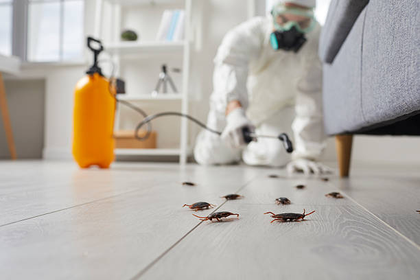Post-Treatment Bed Bug Interceptor Monitoring in Norton Center